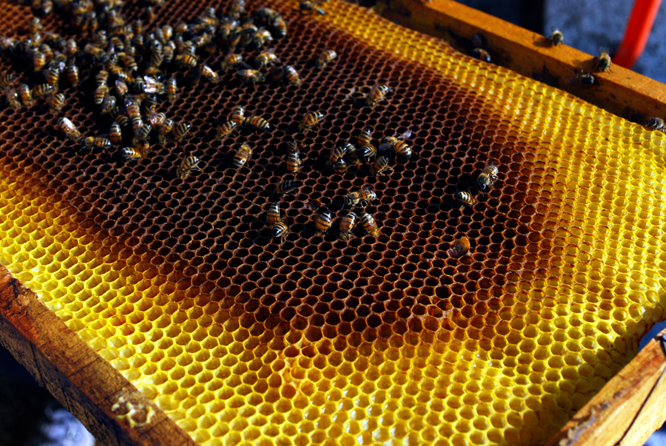 apiculture06
