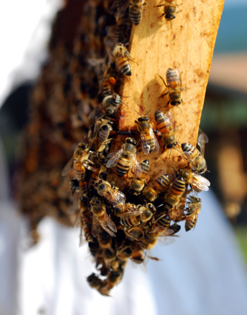 apiculture07