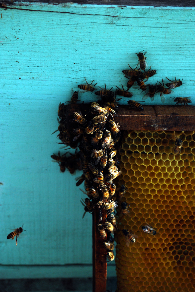 apiculture08