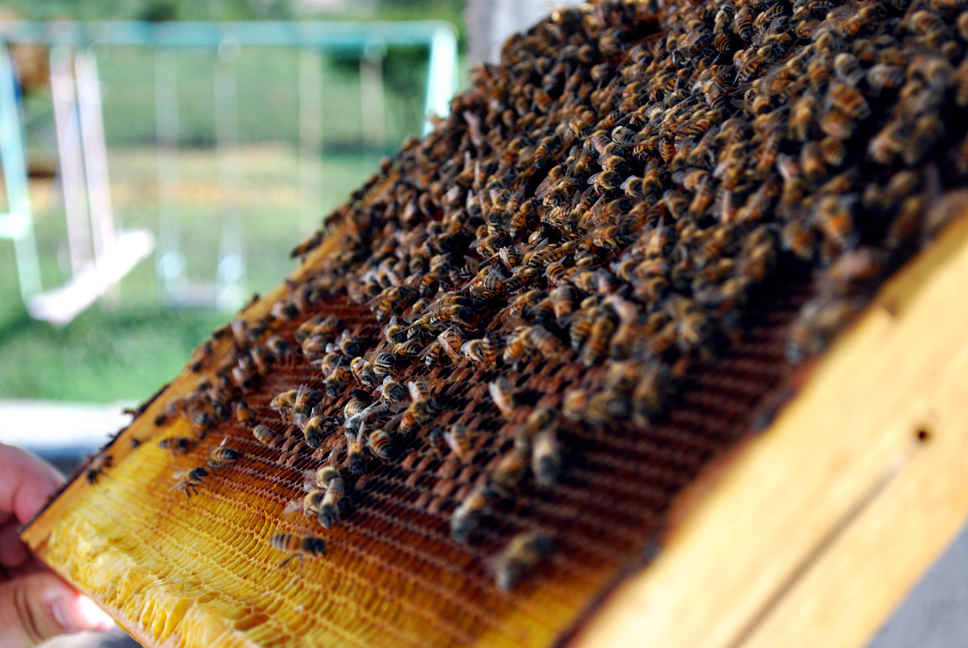 apiculture12