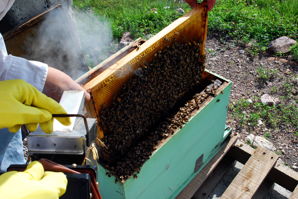apiculture14