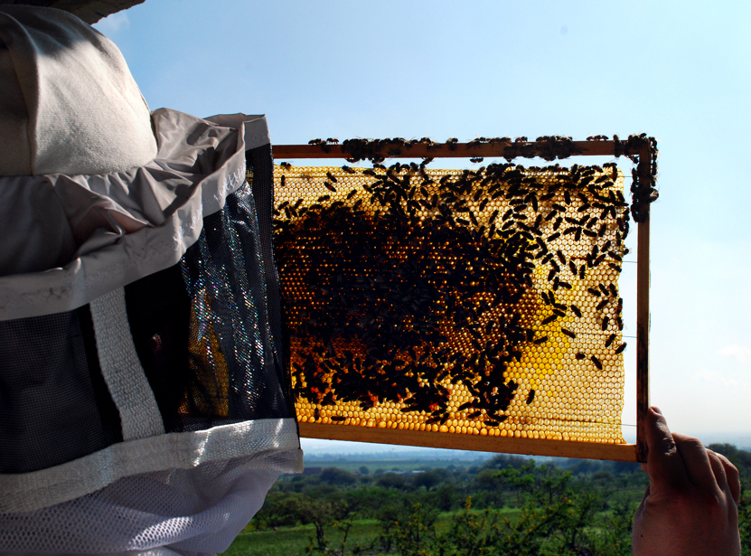 apiculture18