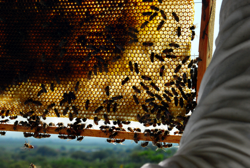 apiculture19