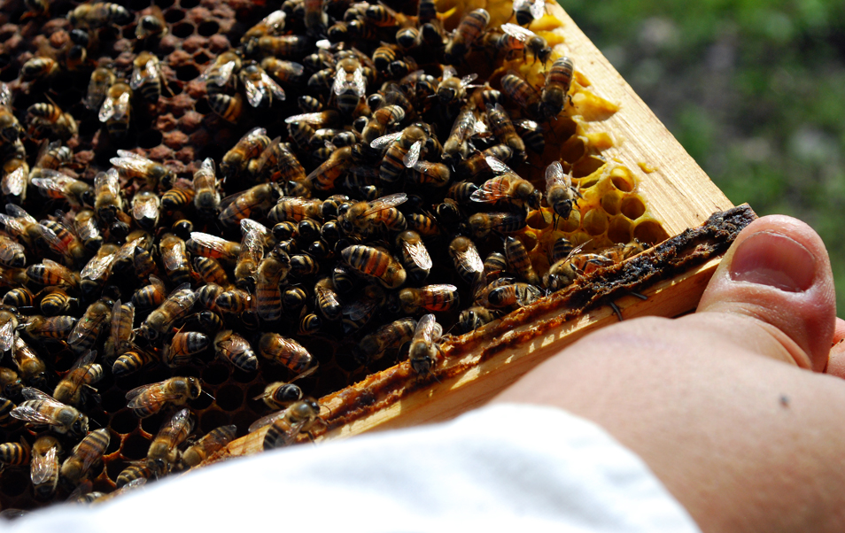 apiculture20