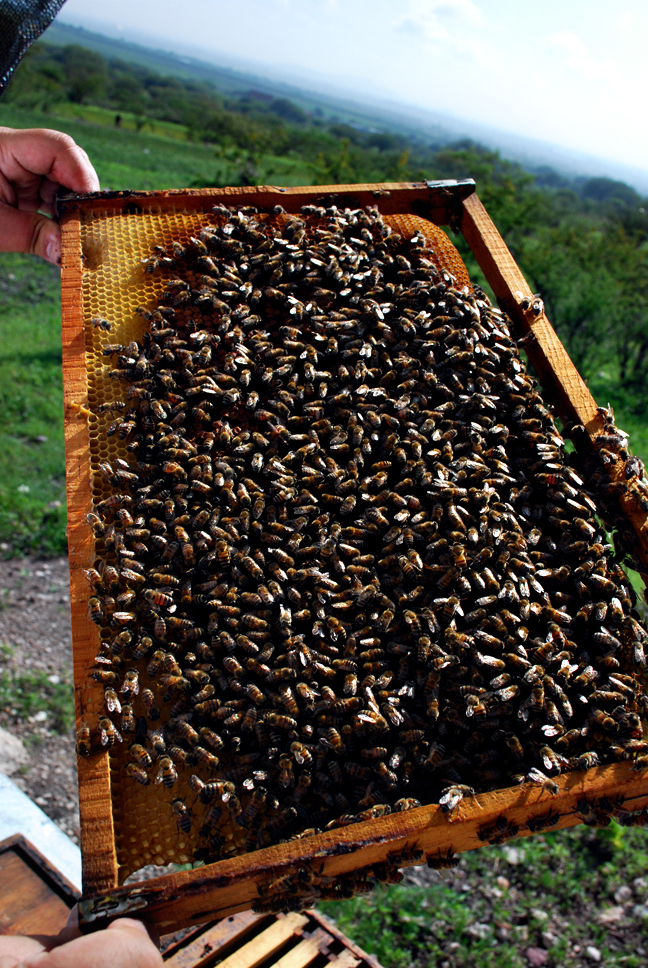 apiculture21