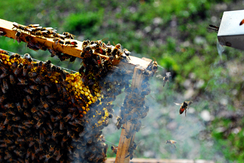 apiculture22