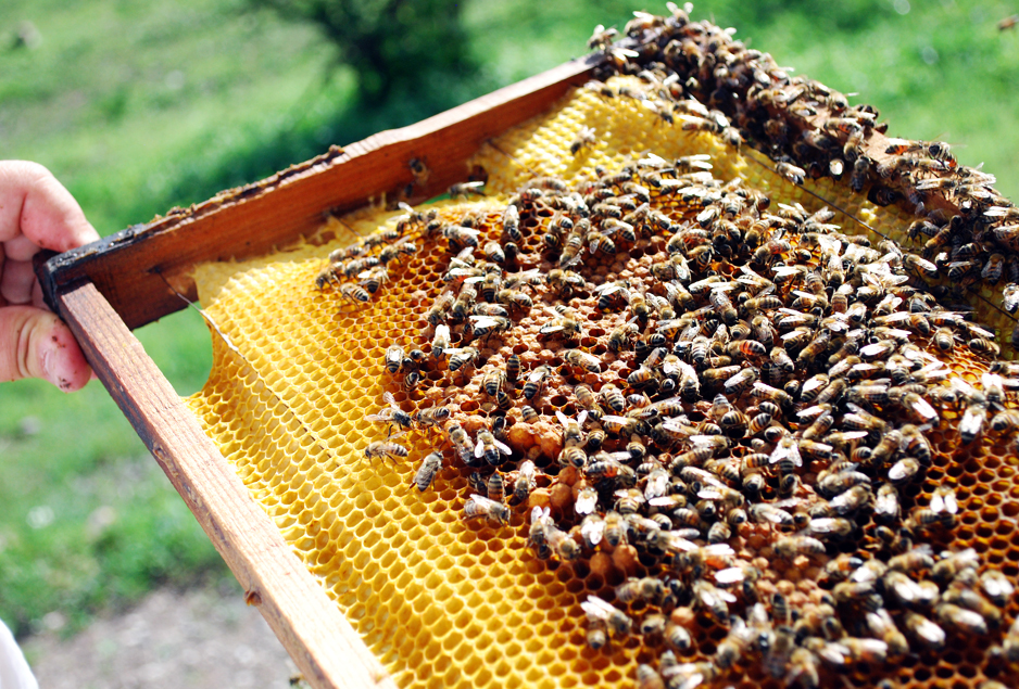 apiculture25