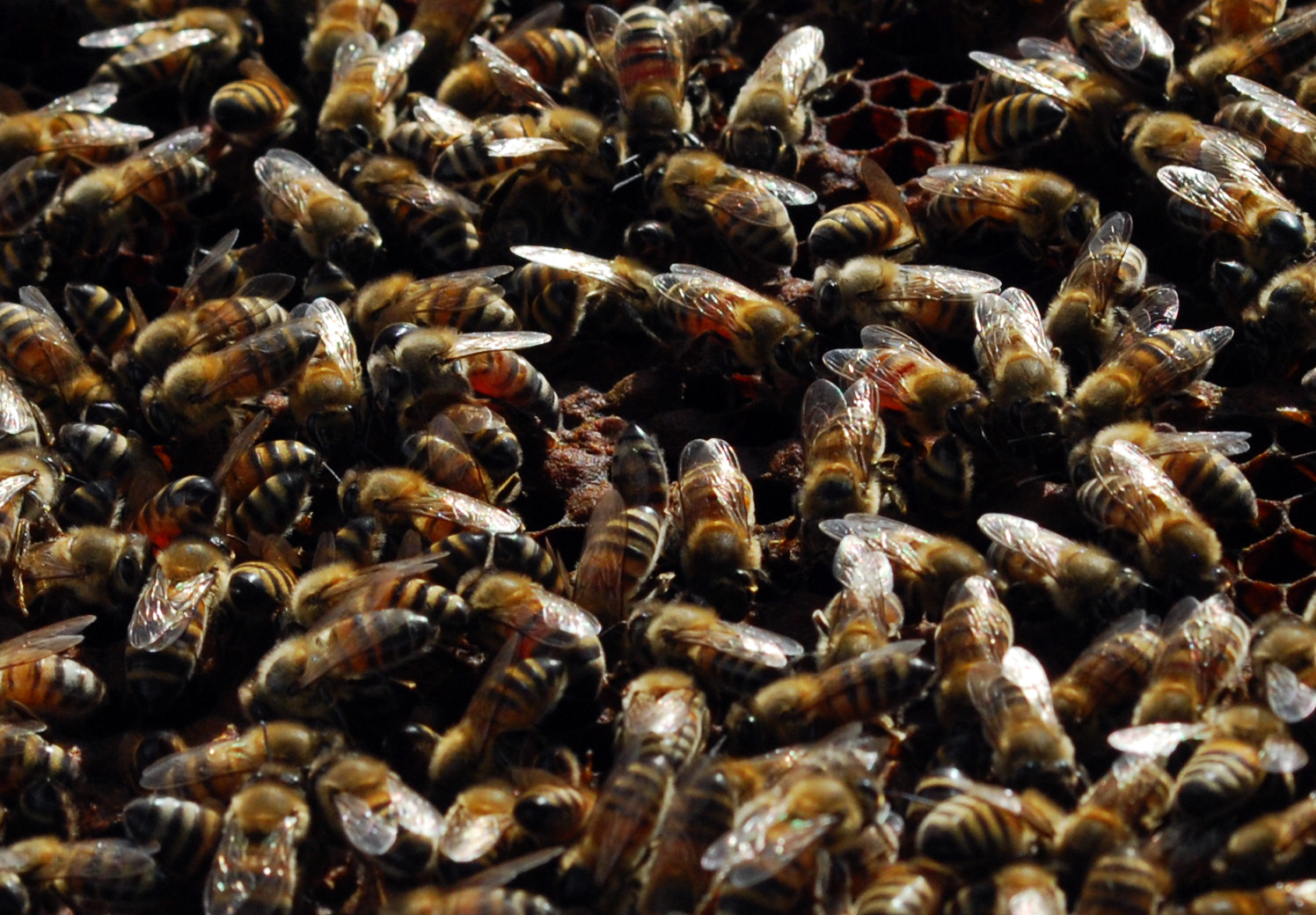 apiculture26