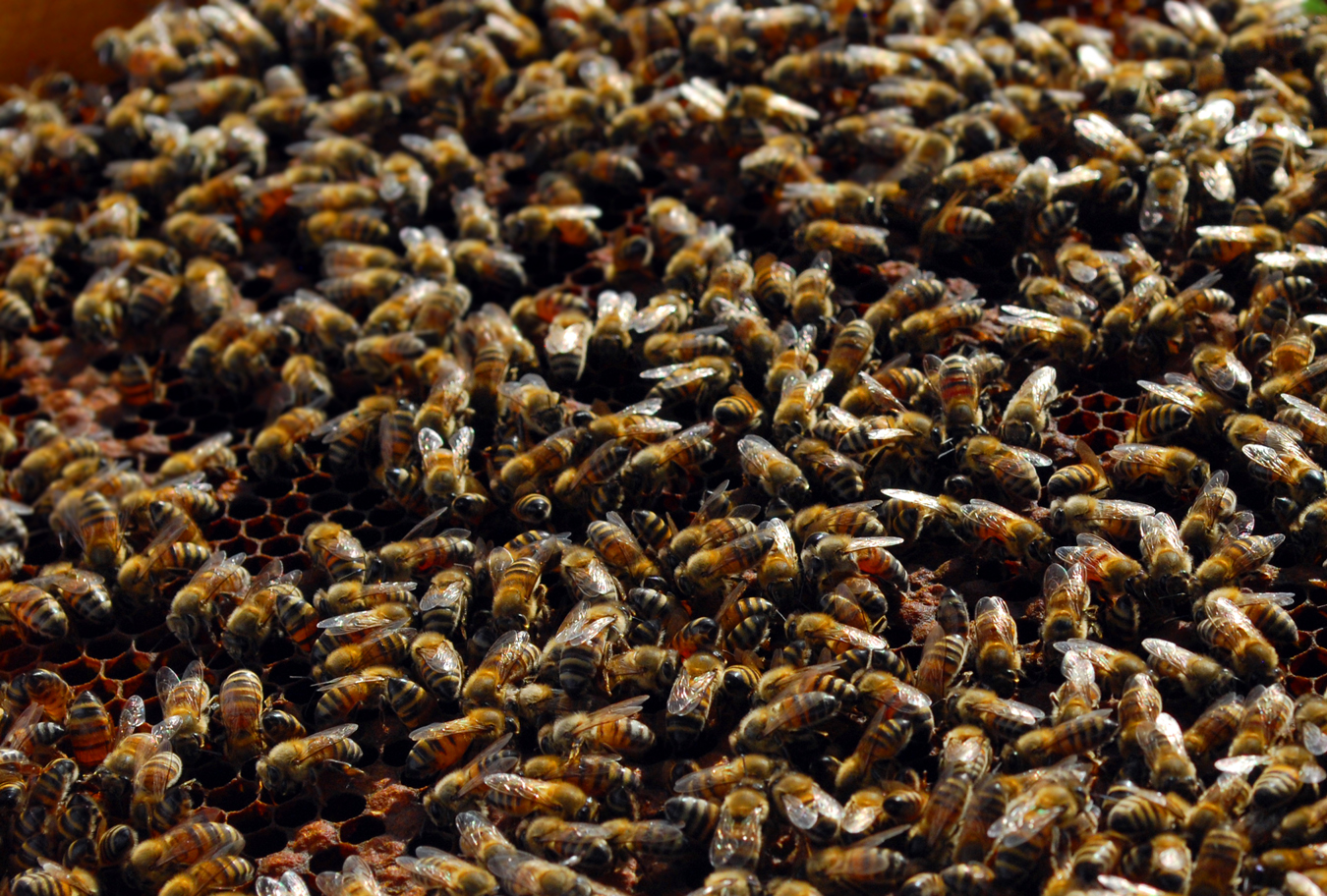 apiculture_thumb