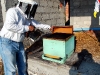 apiculture05
