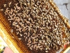 apiculture11