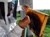 apiculture15
