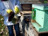 apiculture17