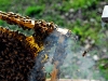 apiculture22