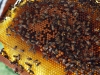 apiculture24