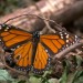 monarchs10 thumbnail