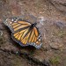 monarchs15 thumbnail