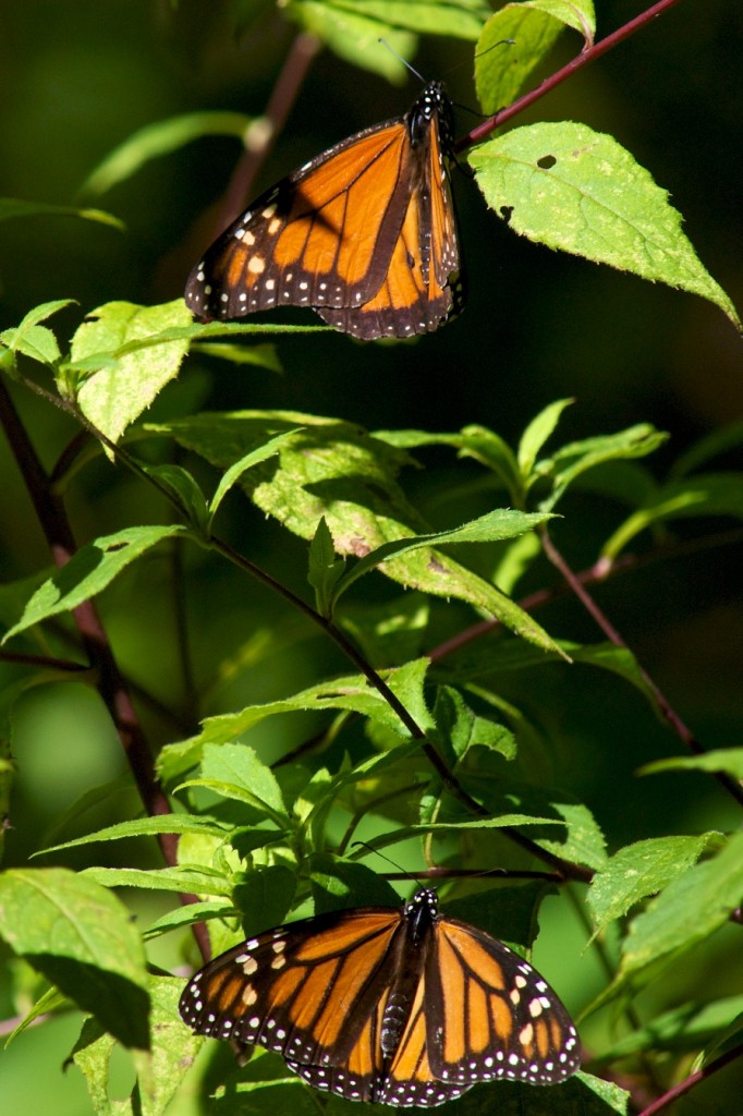 monarchs23