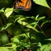 monarchs23 thumbnail