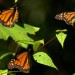 monarchs24 thumbnail