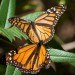 monarchs32 thumbnail