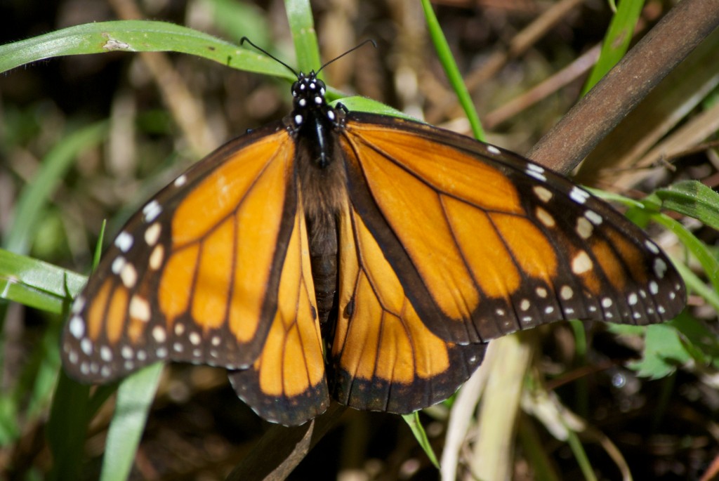 monarchs33