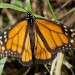 monarchs33 thumbnail
