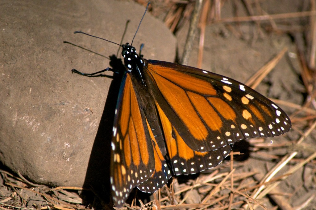 monarchs35