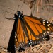 monarchs35 thumbnail