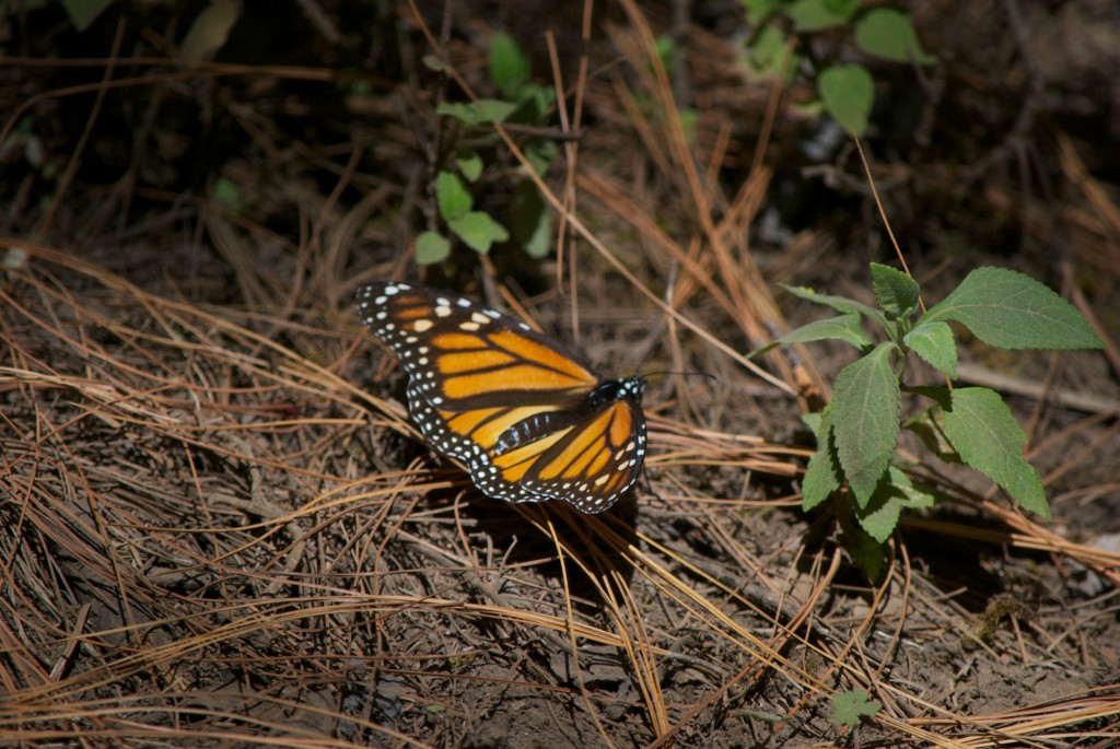 monarchs36