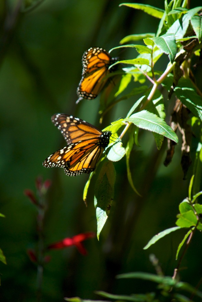 monarchs40