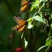 monarchs40 thumbnail