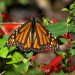 monarchs45 thumbnail