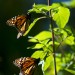 monarchs49 thumbnail