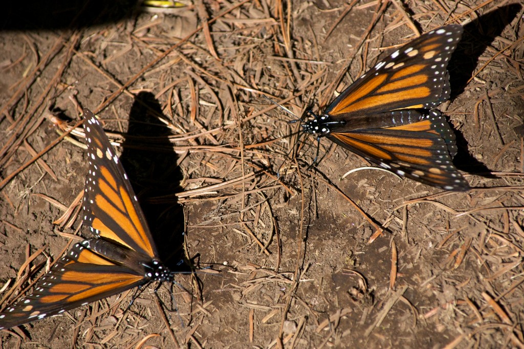 monarchs50