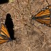 monarchs50 thumbnail