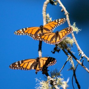 Monarchs: the rest of the story