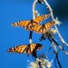monarchs52 thumbnail