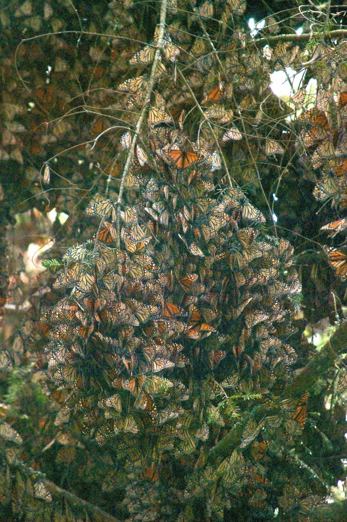 monarchs64