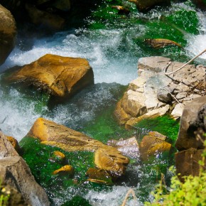 The steaming river, epiphytes, orchids, and bromeliads The steaming river, epiphytes, orchids, and bromeliads