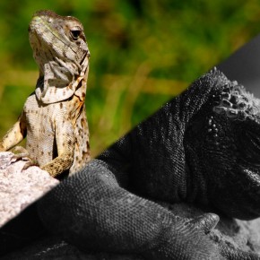 Iguana War 2012, Round 1 Iguana War 2012, Round 1