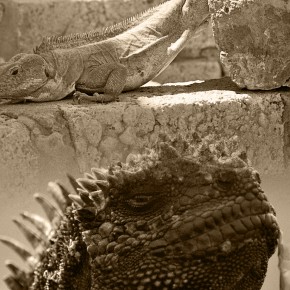 Iguana War 2012, Round 2 Iguana War 2012, Round 2