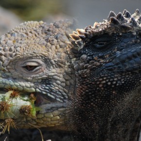 Iguana War 2012, Round 4 — the Finals! Iguana War 2012, Round 4 — the Finals!