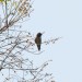 california-birds-1 thumbnail