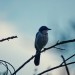 california-birds-17 thumbnail