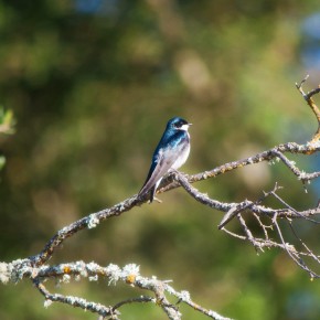 Wish they all could be California birds Wish they all could be California birds