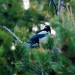 california-birds-9 thumbnail