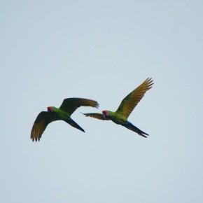 Or, two birds at a time Or, two birds at a time