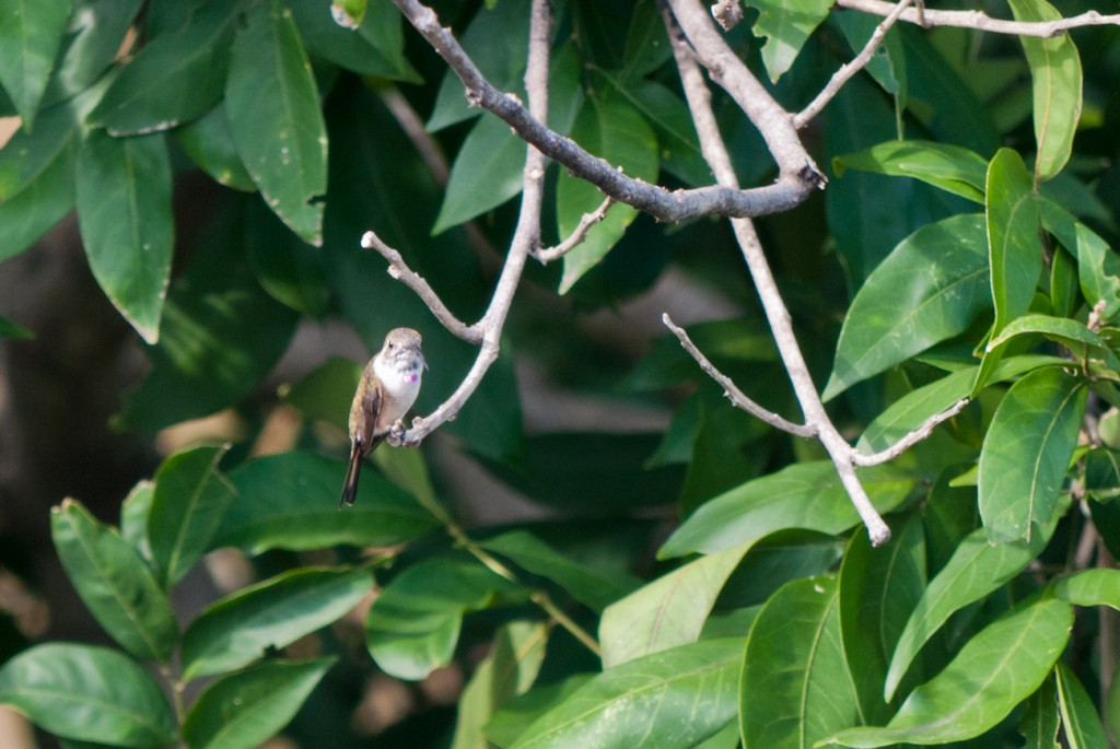 Chichicaxtle-hummingbird2-1