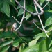 Chichicaxtle-hummingbird2-1 thumbnail